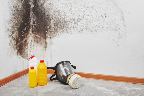 Best Kitchen Mold Remediation in St Ann, MO