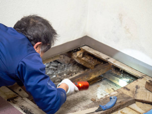 Best Health and Safety Mold Remediation in St Ann, MO