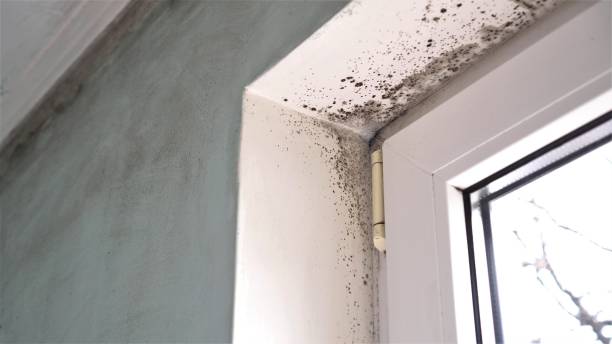 Best Attic Mold Remediation in St Ann, MO