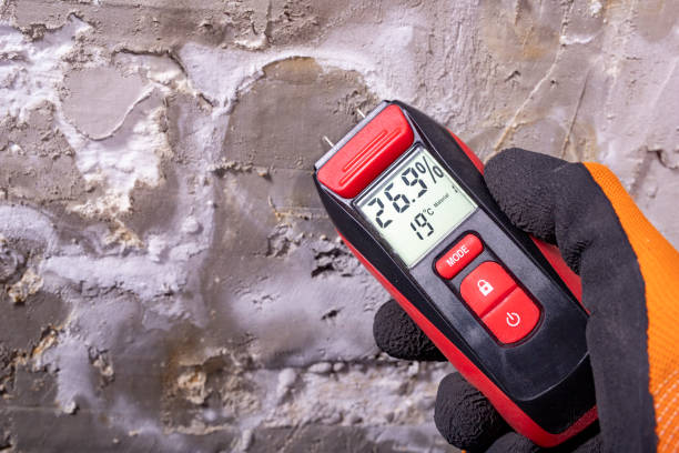Best Black Mold Remediation in St Ann, MO
