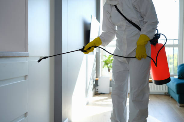 Trusted St Ann, MO Mold Remediation Experts