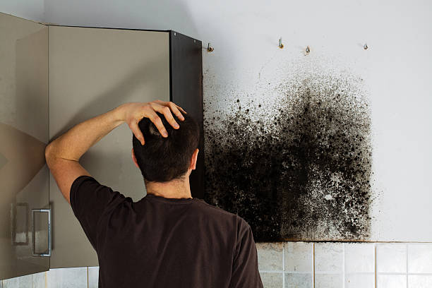 Best Residential Mold Remediation in St Ann, MO
