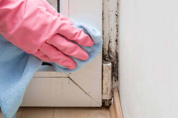 Best Mold Testing and Inspection Services in St Ann, MO