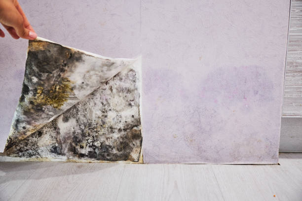 Best DIY Mold Remediation Support Services in St Ann, MO